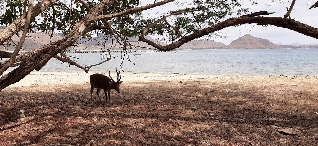 Buspacking Flores : Indahnya Kepulauan Komodo