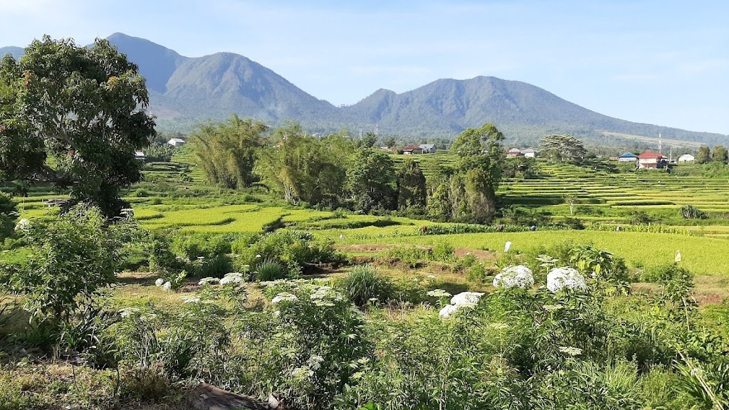 Buspacking Flores : Ruteng dan Sawah Laba-laba