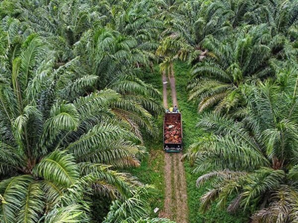 Bisnis Perkebunan Kelapa Sawit di Bangka Belitung