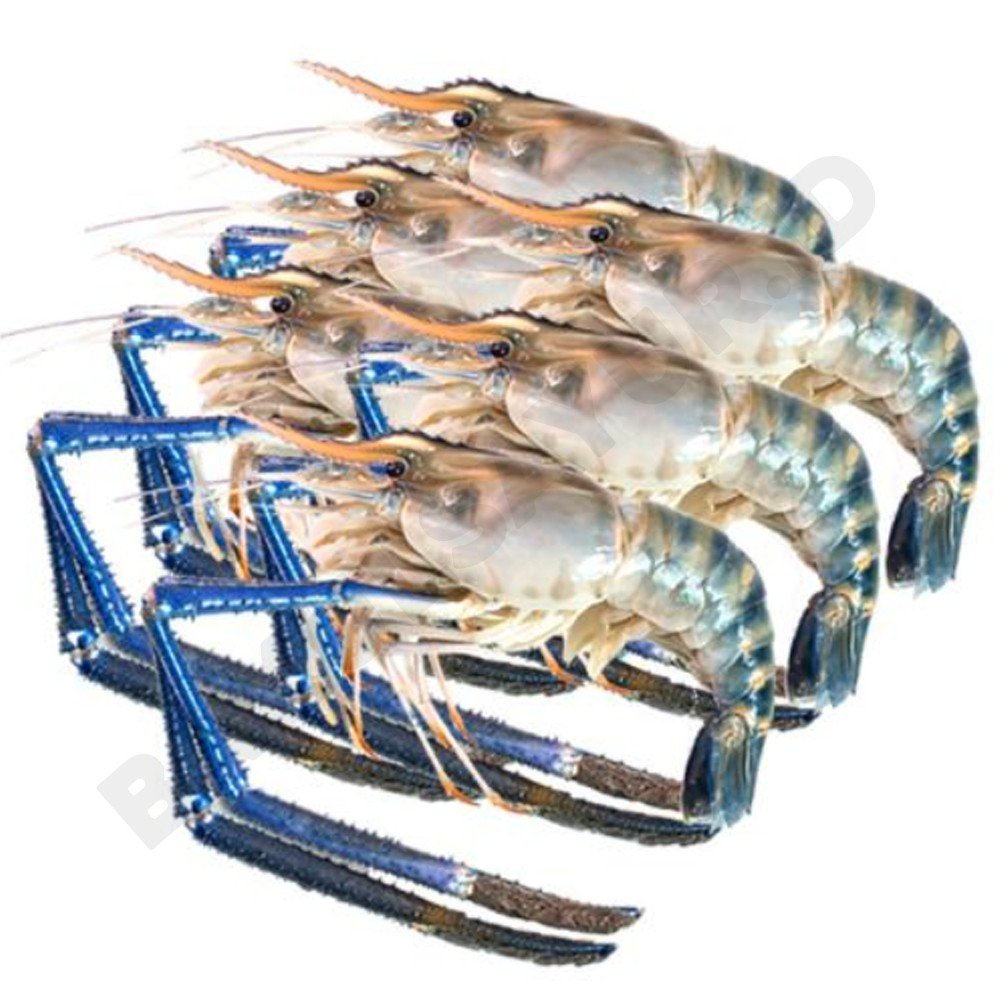 Bisnis Budidaya Ikan Dan Udang Air Tawar Pugur