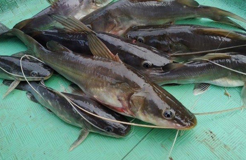 Budidaya Ikan Baung: Tips dan Trik untuk Sukses