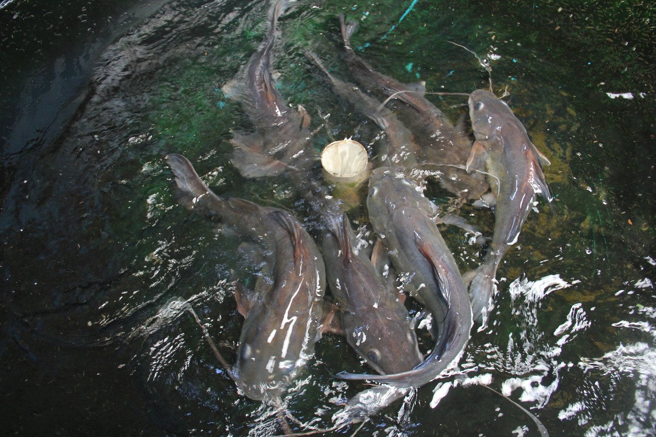 Cara Budidaya Ikan Baung di Kolam Tanah dan Kolam Tembok Bagi Pemula