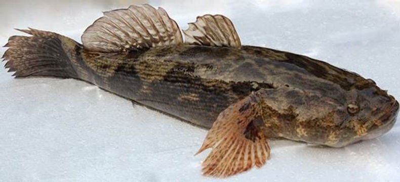 Ikan Betutu Atau Gabus Malas: Klasifikasi , Morfologi , Habitat