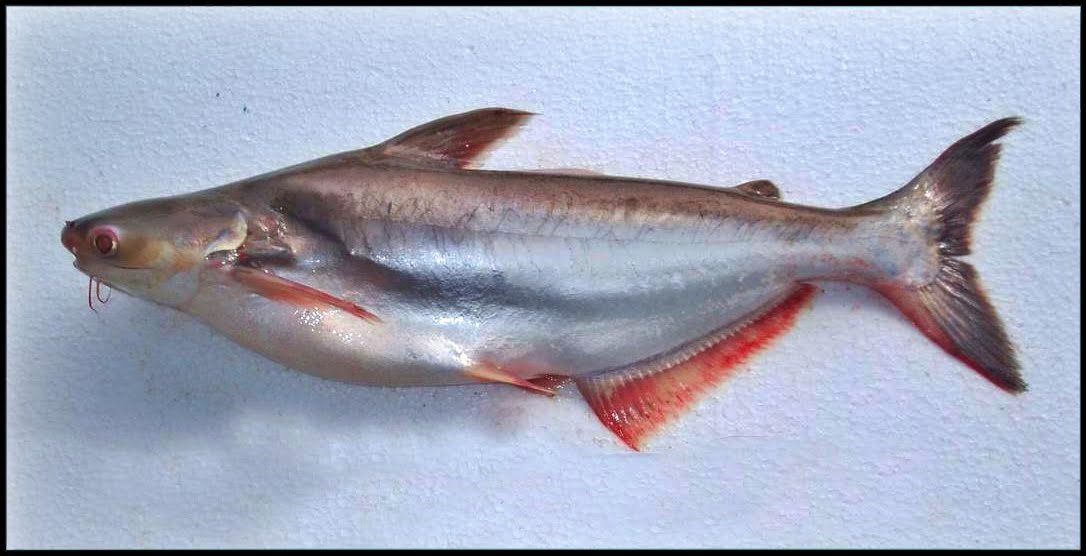 Jenis-jenis Ikan Patin yang Paling Umum Ditemukan di Indonesia