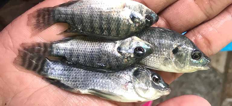 Tips Memilih Bibit Ikan Nila Berkualitas untuk Budidaya Ikan Nila