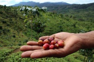 Kopi rejang lebong Kopi rejang lebong