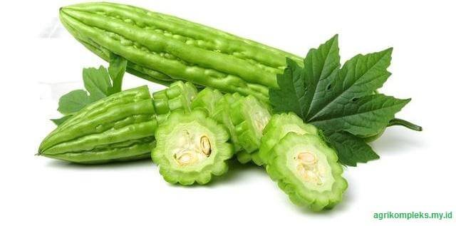 Budidaya sayuran pare Budidaya sayuran pare