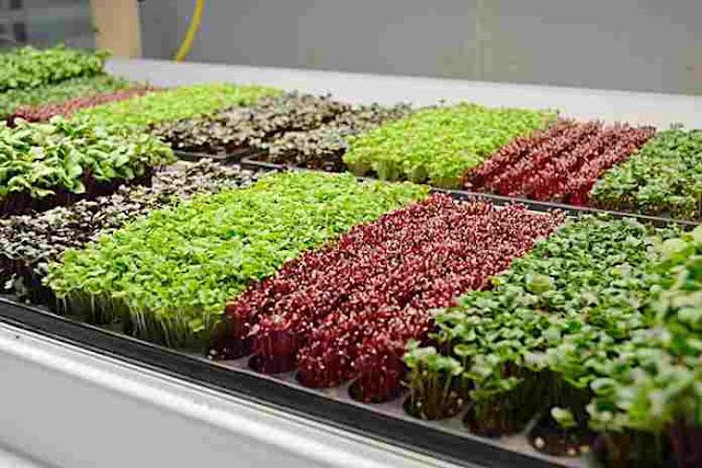 Cara Bercocok Tanam Sayuran Dirumah Dengan Menerapkan Konsep Microgreen