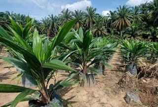 Potensi Industri Farmasi di Bengkulu Utara Potensi Industri Farmasi di Bengkulu Utara