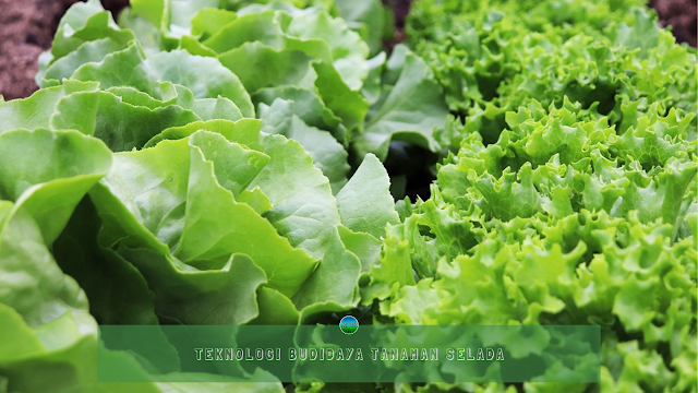 Teknologi Budidaya Tanaman Selada Teknologi Budidaya Tanaman Selada