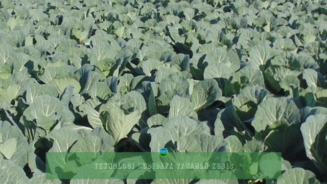 Teknologi Budidaya Tanaman Kubis Teknologi Budidaya Tanaman Kubis
