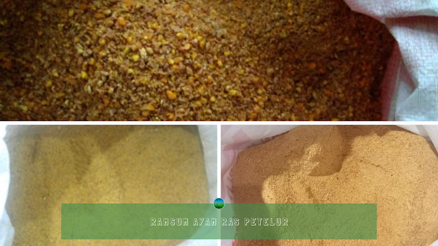 Ramsum Ayam Ras Petelur