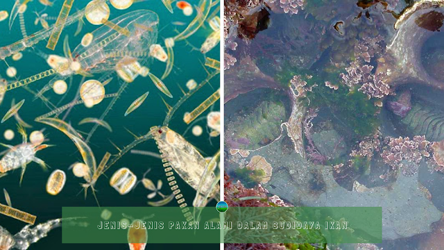 Jenis-Jenis Pakan Alami Dalam Budidaya Ikan