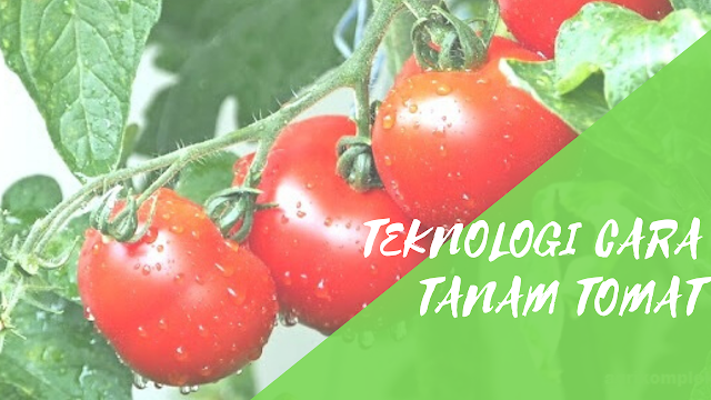 Teknologi Cara Tanam Tomat