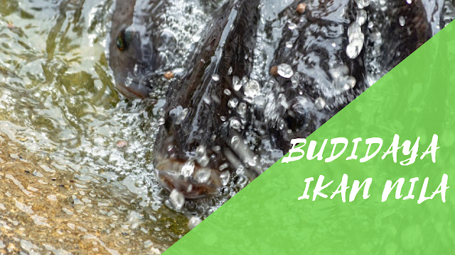 Budidaya Ikan Nila Budidaya Ikan Nila