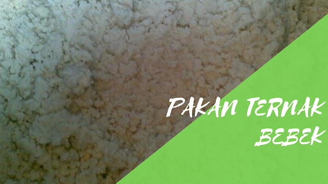 Pakan yang Baik Untuk Ternak Bebek