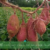 Agrikompleks2520252812529
