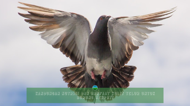 Kandungan Nutrisi dan Manfaat Kulit Telur Untuk Burung Merpati Kandungan Nutrisi dan Manfaat Kulit Telur Untuk Burung Merpati
