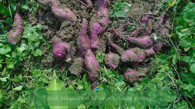 Cara Menanam Ubi Jalar di Halaman Rumah Cara Menanam Ubi Jalar di Halaman Rumah