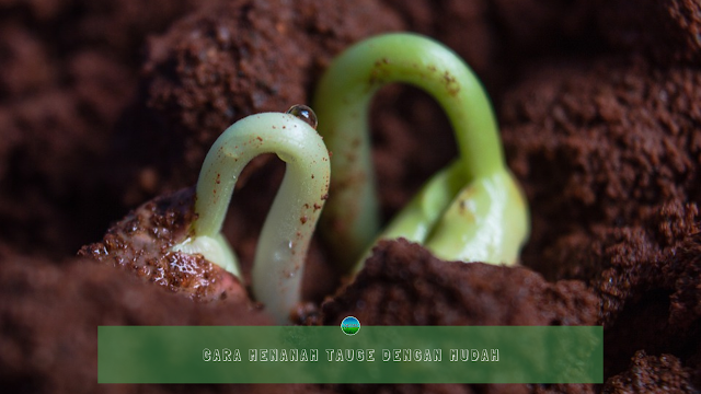 Cara Menanam Tauge dengan Mudah Cara Menanam Tauge dengan Mudah
