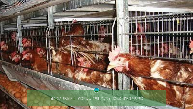 Manajemen Produksi Ayam Ras Petelur