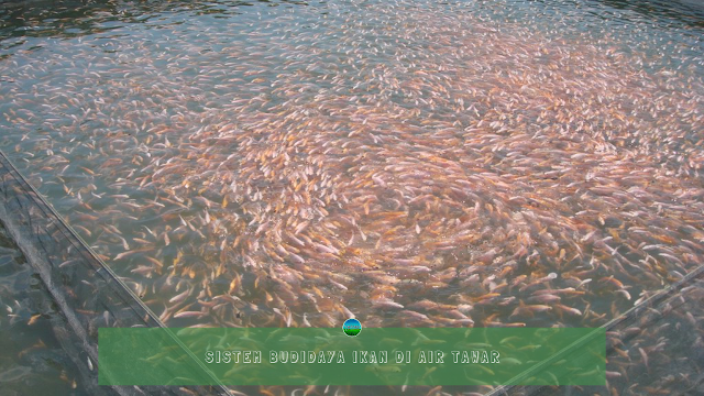 Sistem Budidaya Ikan di Air Tawar Sistem Budidaya Ikan di Air Tawar