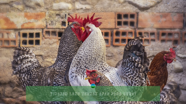 Tingkah Laku Ternak Ayam Yang Sehat