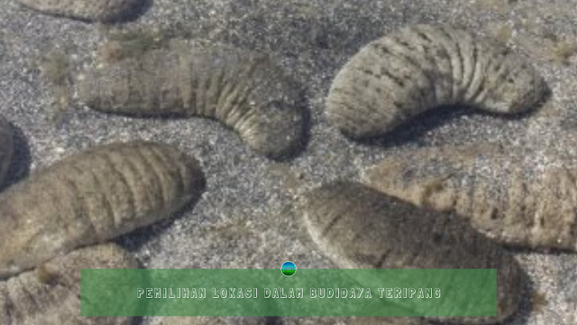 Pemilihan Lokasi Dalam Budidaya Teripang