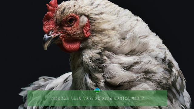 Tingkah Laku Ternak Ayam Ketika Sakit