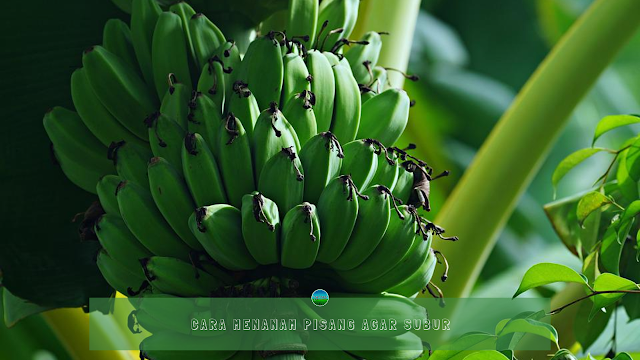 Cara Menanam Pisang Agar Subur Cara Menanam Pisang Agar Subur