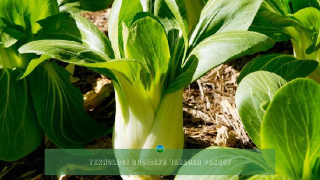 Teknologi Budidaya Tanaman Pakcoy Teknologi Budidaya Tanaman Pakcoy
