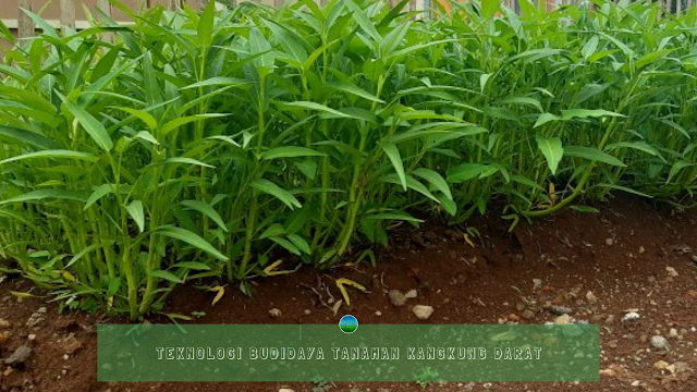 Teknologi Budidaya Tanaman Kangkung Darat Teknologi Budidaya Tanaman Kangkung Darat