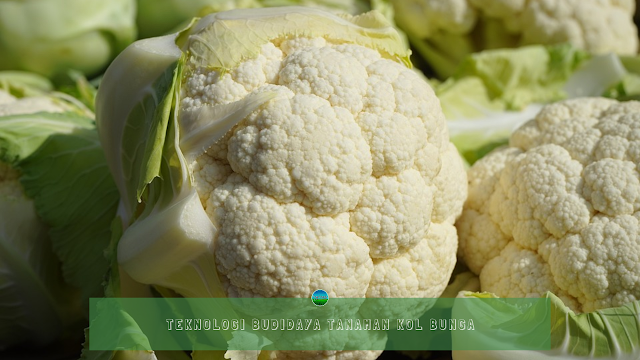 Teknologi Budidaya Tanaman Kol Bunga Teknologi Budidaya Tanaman Kol Bunga