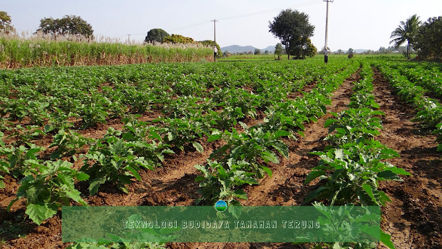 Teknologi Budidaya Tanaman Terung Teknologi Budidaya Tanaman Terung