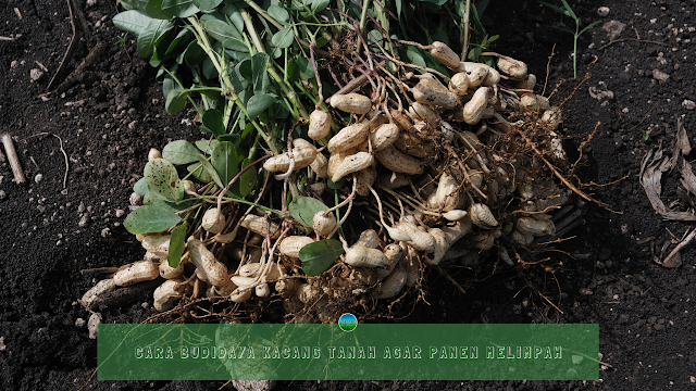 Cara Budidaya Kacang Tanah Agar Panen Melimpah