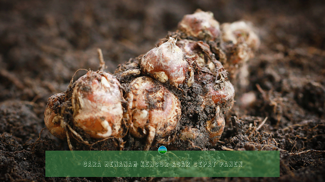 Cara Menanam Kencur Agar Cepat Panen Cara Menanam Kencur Agar Cepat Panen