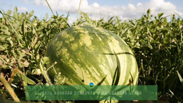 Cara Menanam Semangka Agar Buahnya Besar Cara Menanam Semangka Agar Buahnya Besar