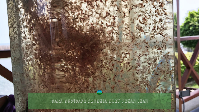 Cara Budidaya Artemia Buat Pakan Ikan Cara Budidaya Artemia Buat Pakan Ikan