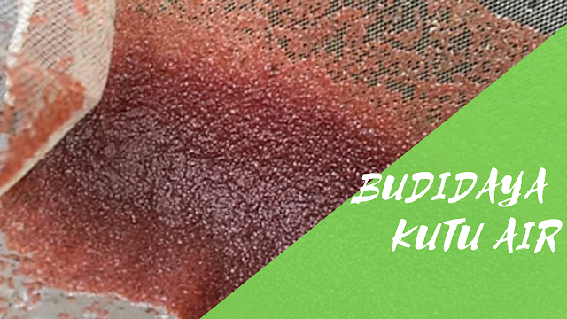 Budidaya Kutu Air Tahapan Dalam Budidaya Kutu Air Untuk Pakan Ikan