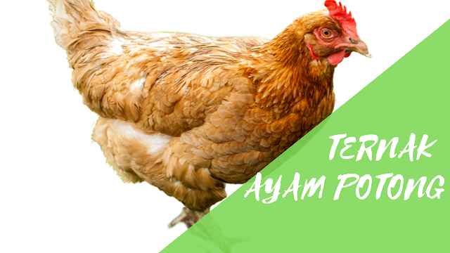 Panduan Ternak Ayam Potong Untuk Pemula
