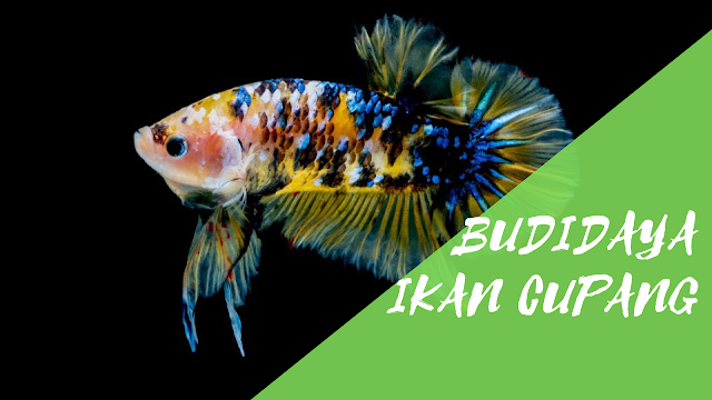 Budidaya Ikan Cupang Perawatan Dalam Budidaya Ikan Cupang