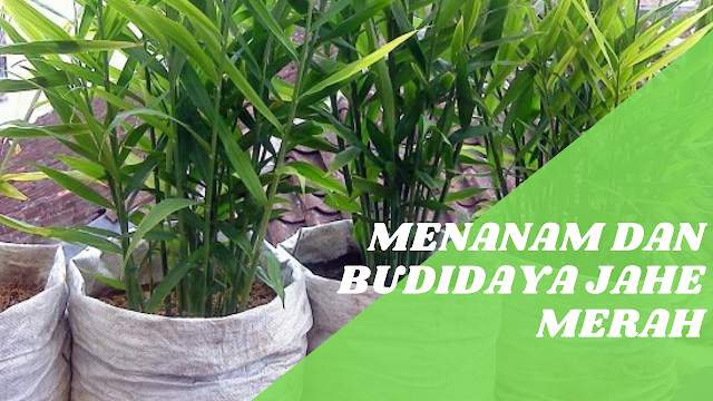Menanam dan Budidaya jahe merah dengan polybag Menanam dan Budidaya jahe merah dengan polybag