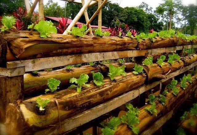 Batang pisang sebagai media tanam sayuran Batang pisang sebagai media tanam sayuran