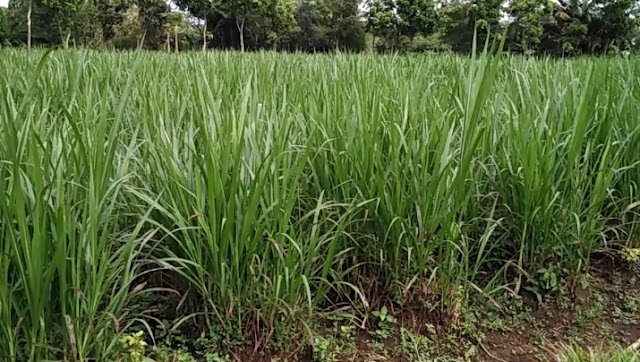 Tips Pemeliharaan Tanaman Rumput Gajah Untuk Pakan Ternak