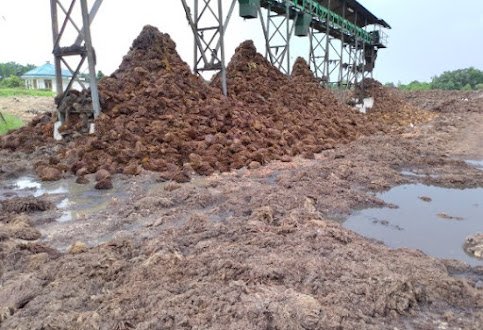 Mengapa Pabrik Sawit Tidak Tertarik Produksi EFB Pellet atau Fiber Pellet ?