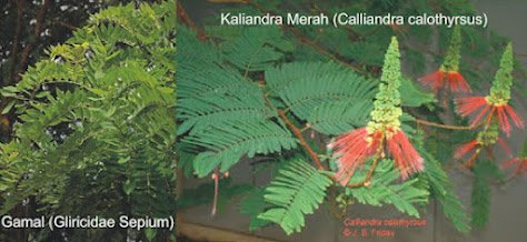 Kebun Energi : Mengapa Kaliandra (Calliandra Calothyrsus) atau Gamal (Gliricidia Sepium) ?