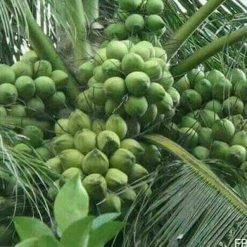 Biochar untuk Perkebunan Kelapa