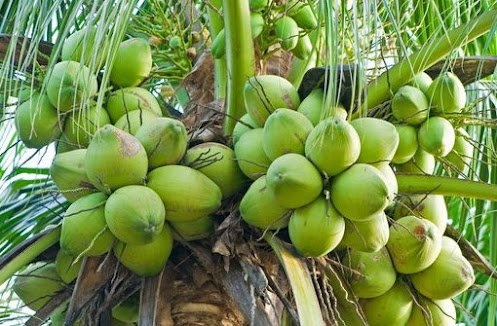 Membuat Prototype Pabrik Kelapa Kelapa Terpadu Berbasis Kebun Kelapa Sempit