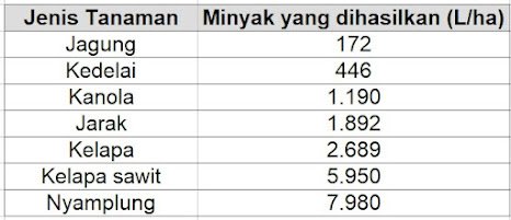 Biodiesel Nyamplung : Sebuah Harapan Baru 2 Minyak2520dari2520tanaman