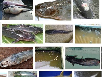 Hasil gambar untuk penyakit ikan lele